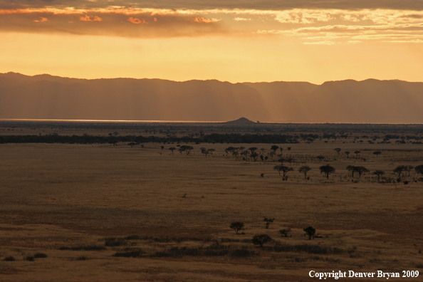 African landscape at sunset.