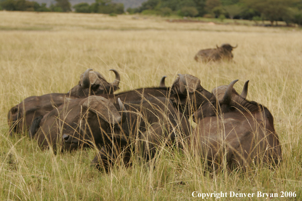 African Cape Buffalo lying in field