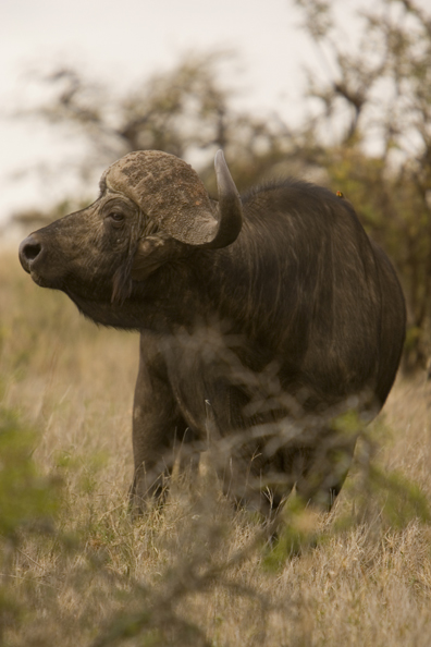 African Cape Buffalo