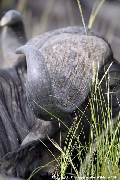 Cape buffalo in habitat, Kenya, Africa.