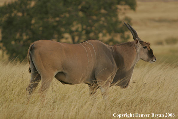 African Eland on plains