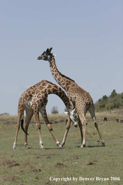 African Masai Giraffes fighting