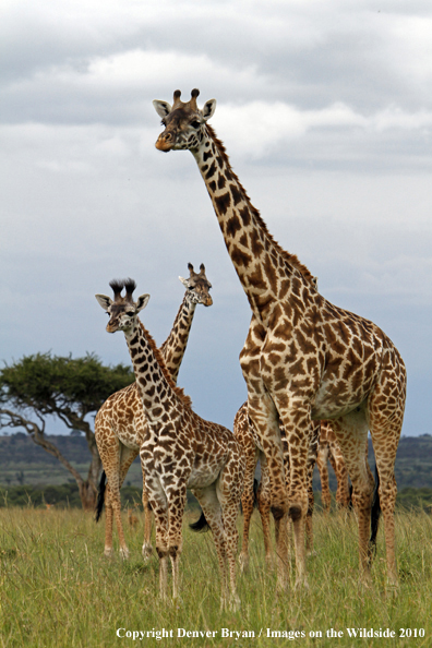 Masai Giraffe (adult with young)