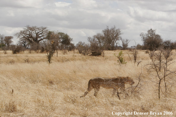 African lionesses 