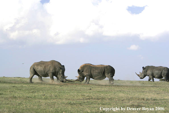 White African Rhinocerouses