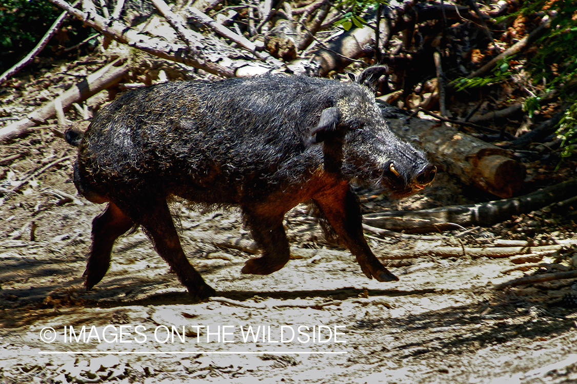 Feral hog in habitat.
