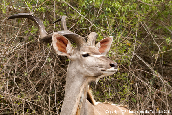 Kudu in habitat. 