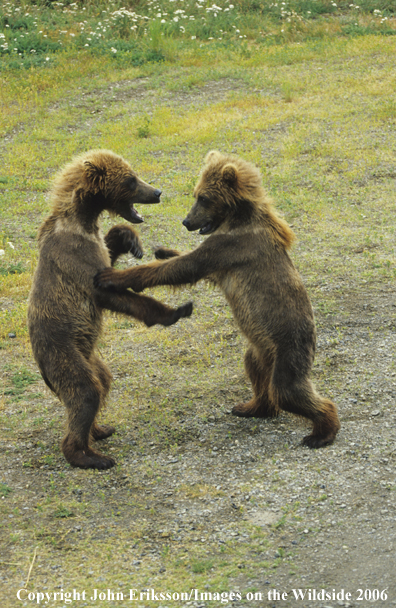 Brown bear cubs playing in habitat. 