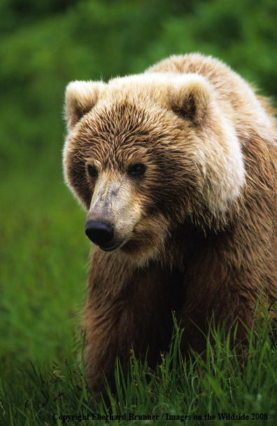 Brown Bear in habitat