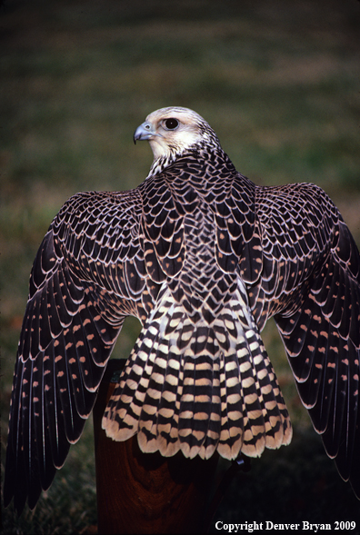 Gyr Falcon