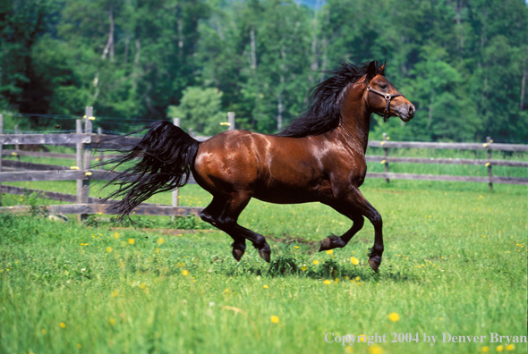 Morgan stallion in pasture.