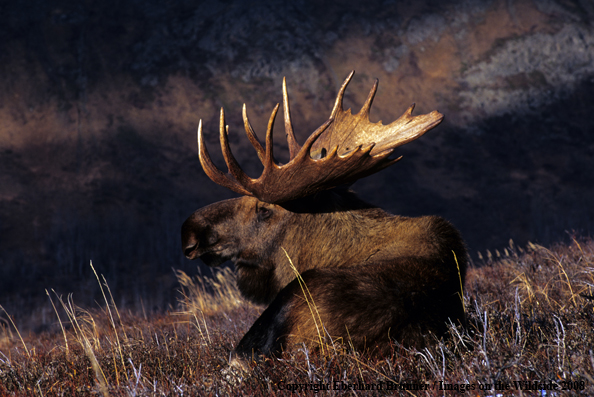 Moose in habitat