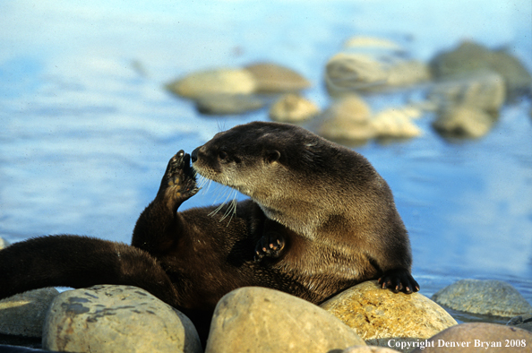 River Otter in habitat