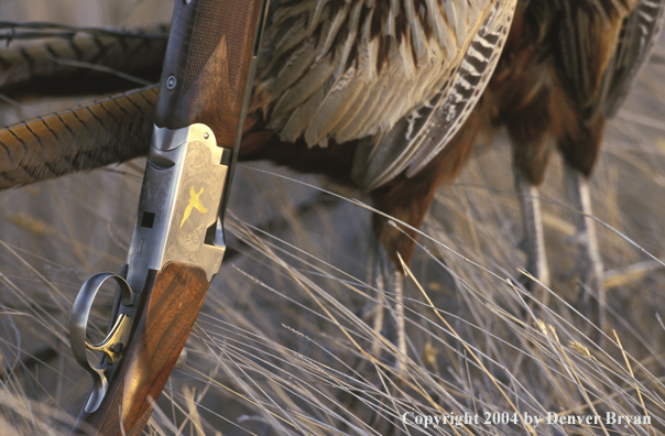 Ring-necked pheasants and shotgun.