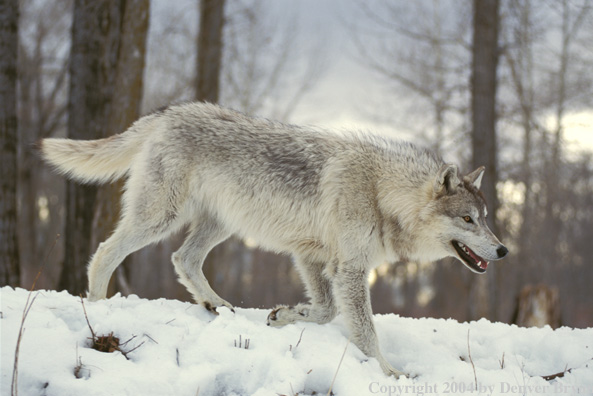 Gray wolf in winter habitat.