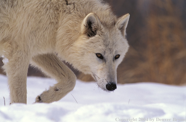 Gray wolf in winter habitat.