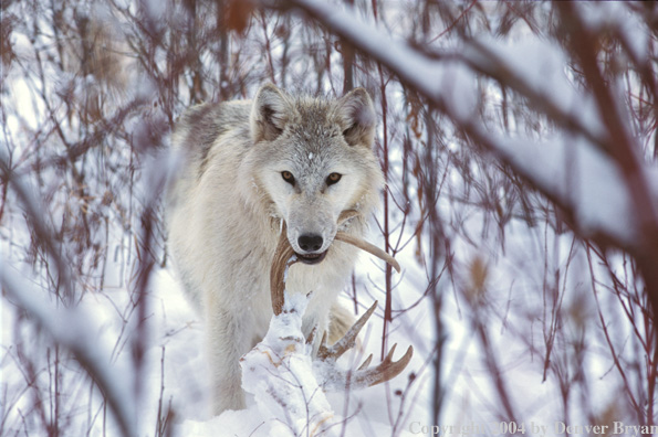 Gray wolf carrying antlers.