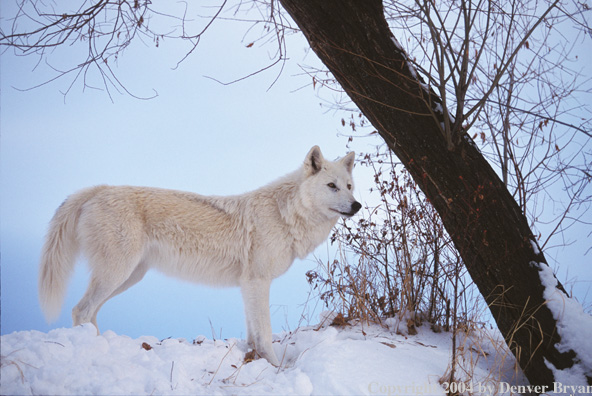 Gray wolf in winter habitat.