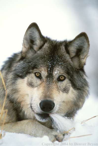 Gray wolf in winter habitat.