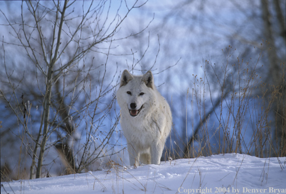 Gray wolf in winter habitat.
