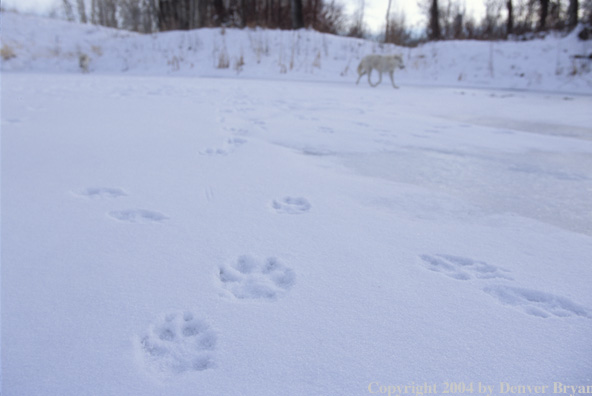 Gray wolf in winter habitat.
