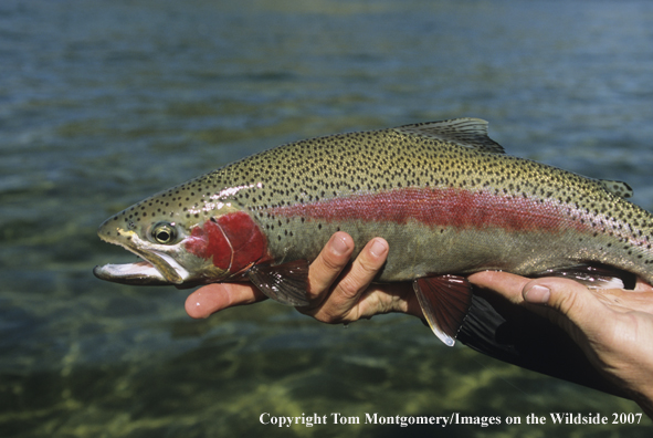 Rainbow Trout