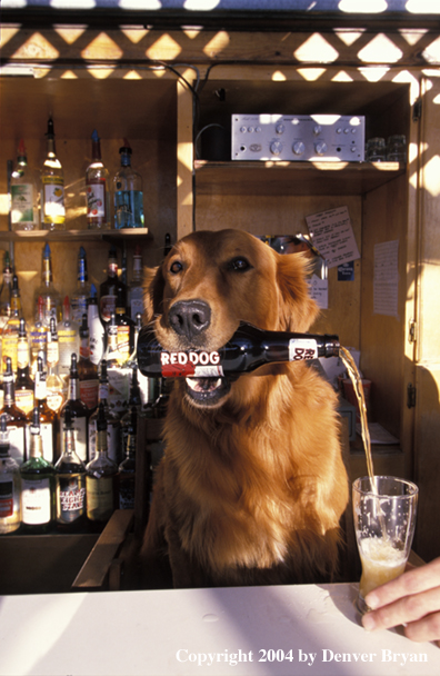 Golden Retriever pouring a beer.