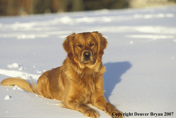 Golden Retriever laying in snow.