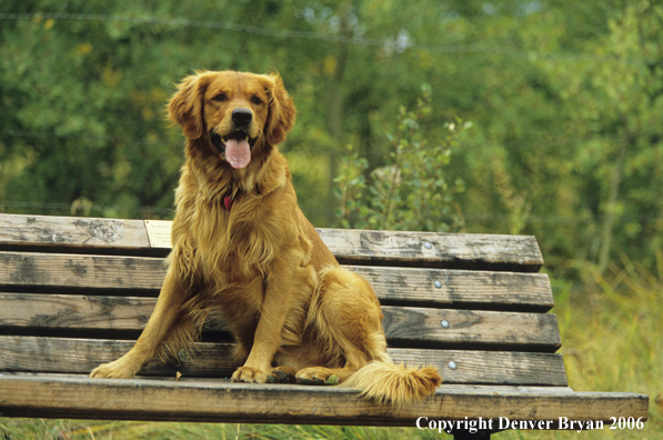 Golden Retriever