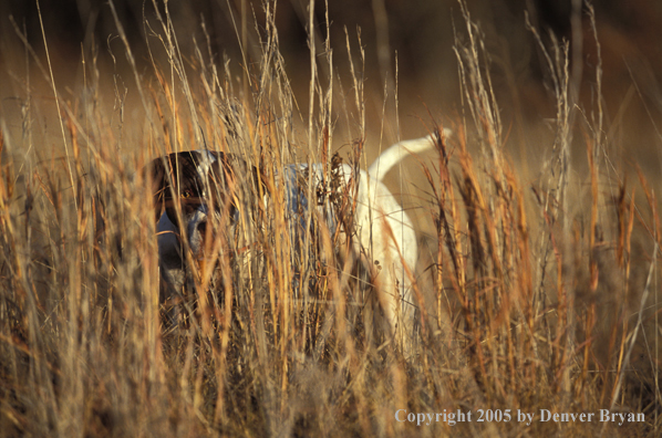 English Pointer.