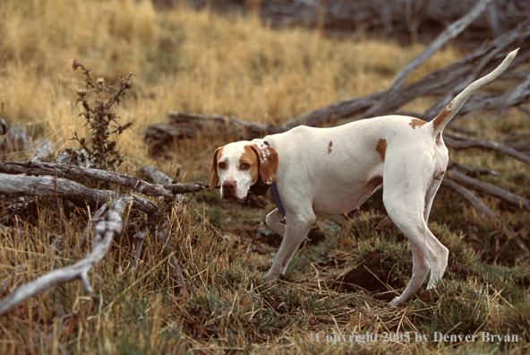 English Pointer.