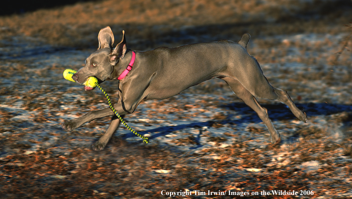 Weimaraner puppy training.