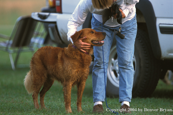 Golden Retriever with owner.