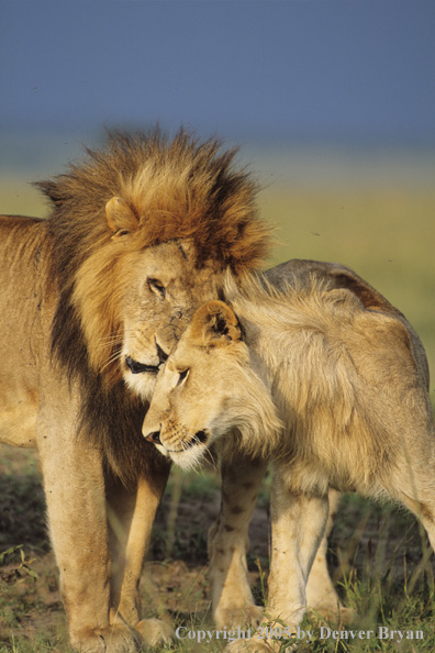 Pair of males nuzzling in field.