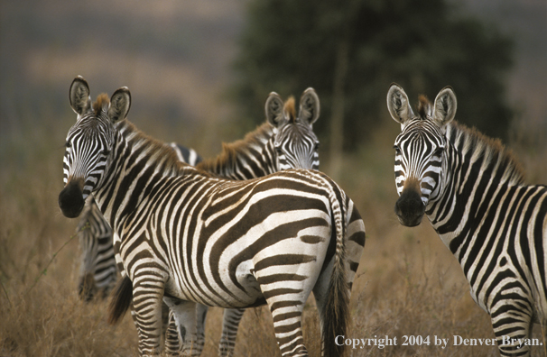 Burchell's zebras in field. Kenya, Africa.