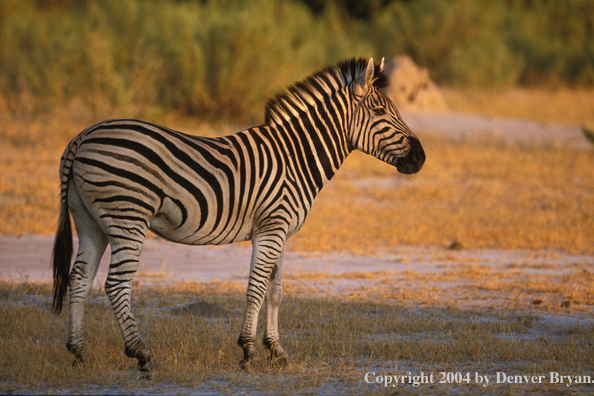 Burchell's zebra in habitat.  Botswana, Africa. 