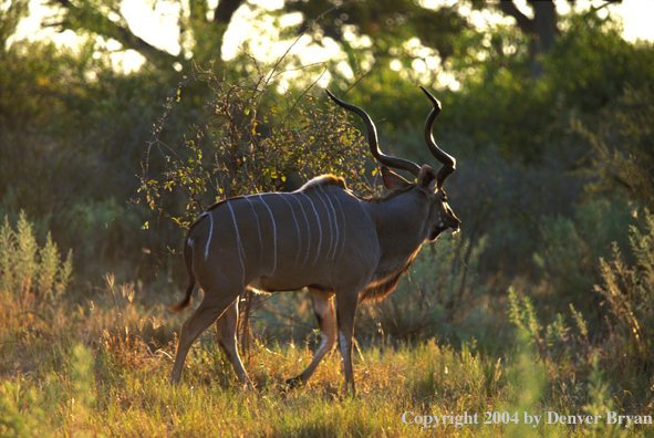 Kudu bull in bush.  Kenya, Africa.
