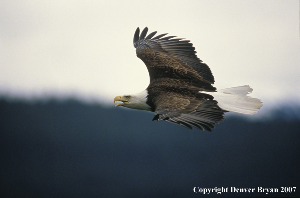 Bald eagle in flight.