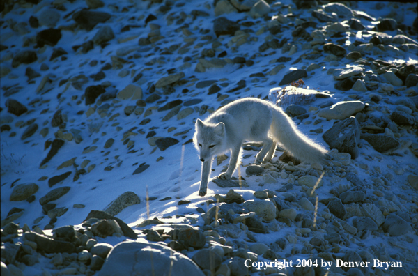 Arctic fox in habitat.