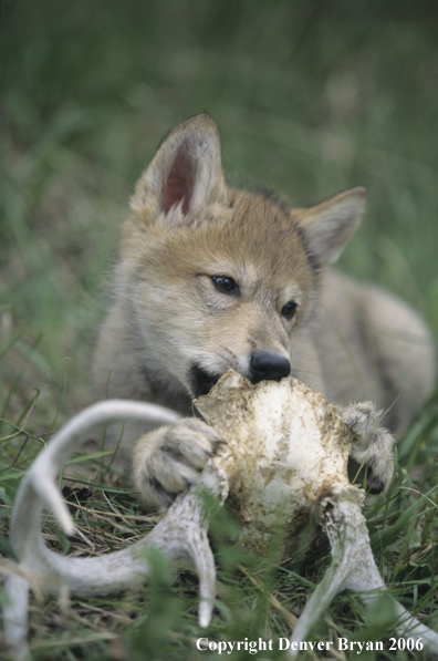 Gray wolf pup chewing on deer skull.