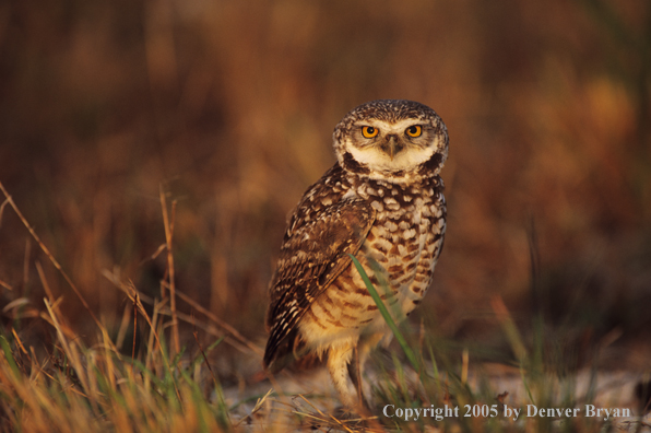 Burrowing owl.