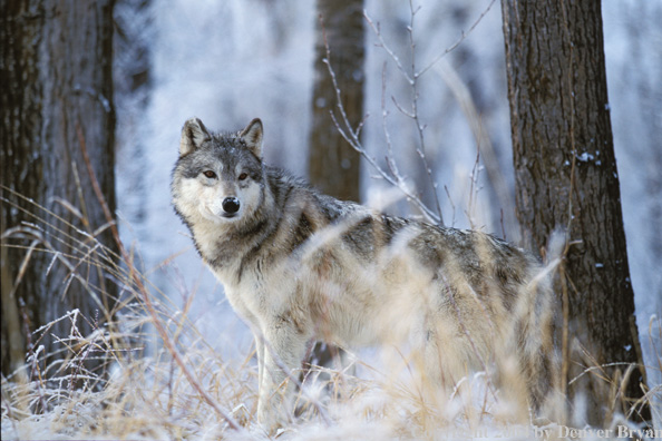 Gray wolf in winter habitat.