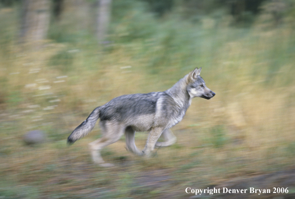 Grey wolf pups running.