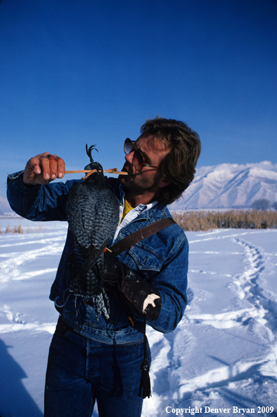 Falconer Hooding Peregrine Falcon
