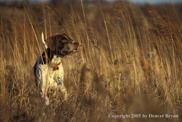 English Pointer.