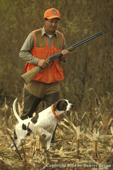 Upland bird hunter moving up on English Pointer.