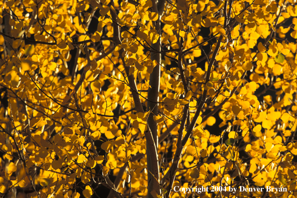 Aspen in autumn