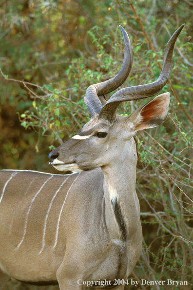 Kudu bull in bush.  Kenya, Africa.