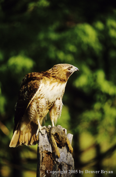 Red-tailed hawk perched on dead tree snag with fox squirrel kill.