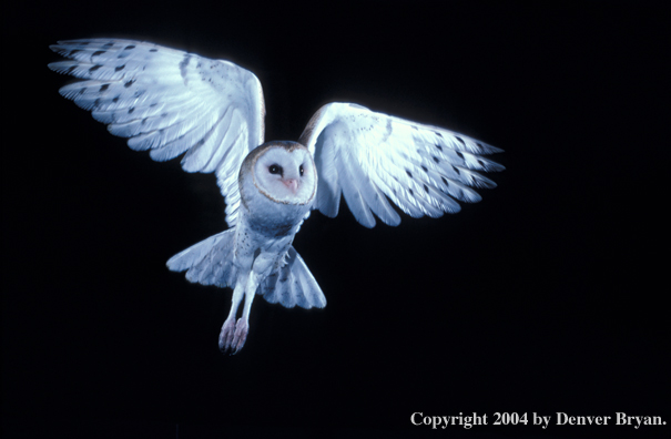 Barn owl.